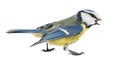 Side view of a Whistling Blue Tit, Cyanistes caeruleus Royalty Free Stock Photo