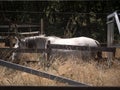 Side view of white Andalusian horse walking in a horse walker. Royalty Free Stock Photo