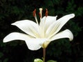 Side view of white bloom Lilium close up outdoors