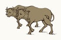 Vector drawing. Old wooden yoke on the cow Royalty Free Stock Photo