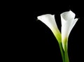 side view of white calla lilies isolated on black background with copy space Royalty Free Stock Photo