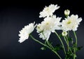 side view of white color chrysanthemum flowers isolated on black background Royalty Free Stock Photo