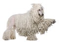 Side view of White Corded standard Poodle Royalty Free Stock Photo