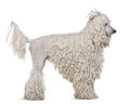 Side view of White Corded standard Poodle standing Royalty Free Stock Photo