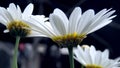 Side view of white daisy flowers closeup in backlight