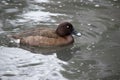 this is a side view of a white eyed duck Royalty Free Stock Photo