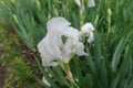 Side view of white flower of Iris germanica Royalty Free Stock Photo