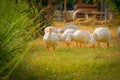 Side view of white goose standing green grass Royalty Free Stock Photo