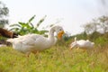 Side view of white goose standing on grass Royalty Free Stock Photo