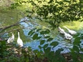 side view of white goose standing on green grass Royalty Free Stock Photo