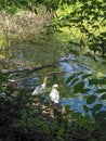 side view of white goose standing on green grass Royalty Free Stock Photo