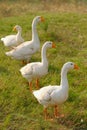side view of white goose standing on green Royalty Free Stock Photo