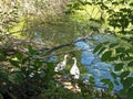 side view of white goose standing on green grass Royalty Free Stock Photo