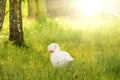 Side view of white goose standing on green grass. Soft focus Royalty Free Stock Photo