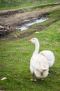 View of white goose standing on green grass. Village dirt road on background Royalty Free Stock Photo