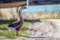 Side view of white-gray domestic full-grown fat healthy goose st Royalty Free Stock Photo