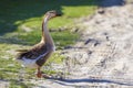 Side view of white-gray domestic full-grown fat healthy goose st Royalty Free Stock Photo