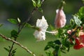 White hibiscus or gumamela flower in a garden