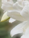 Side View of White Lillies after the Rain Royalty Free Stock Photo