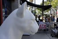 Side View Of A White Lion Head