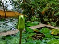 Side view of a white lotus bud which is half blooming on the big green lotus leaves in black water pond. blurred Green trees on Royalty Free Stock Photo