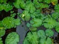 Side view of a white lotus bud which is half blooming on the big green lotus leaves in black water pond. blurred Green trees on Royalty Free Stock Photo