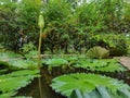 Side view of a white lotus bud which is half blooming on the big green lotus leaves in black water pond. blurred Green trees on Royalty Free Stock Photo