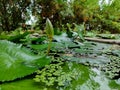 Side view of a white lotus bud which is half blooming on the big green lotus leaves in black water pond. blurred Green trees on Royalty Free Stock Photo