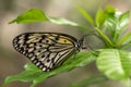 Side view of a white tree nymph, Idea leuconoe, sitting on a green leaf. Royalty Free Stock Photo