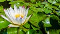 Side view white water lilly flower Royalty Free Stock Photo