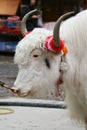 Side view of white yak