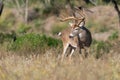 Side view of whitetail buck standing in sage grass Royalty Free Stock Photo