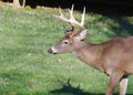 Side view of a Whitetail deer buck in Maryland Royalty Free Stock Photo