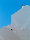 Side view of a whitewashed house