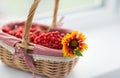Side view. wicker basket full of red rowan berries with a yellow flower on a white background Royalty Free Stock Photo