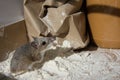 A flour encrusted house mouse looking up at a jar of peanut butter in a kitchen cabinet.