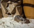 Side view of a wild brown house mouse, Mus musculus standing in a heap of flour in a kitchen cabinet. Royalty Free Stock Photo