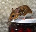 Side view of a wild brown house mouse on top of a jar of cherries. Royalty Free Stock Photo