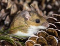 Side view of a wild brown house mouse on a pile of pine cones.