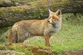Side view of a Wild young red fox vulpes vulpes vixen scavengi