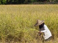 Side view of woman farmer are harvest rice by a sickle Royalty Free Stock Photo