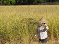 Side view of woman farmer are harvest rice by a sickle Royalty Free Stock Photo