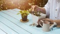 Woman planting small houseplant into white plastic flower pot on blue wooden table in home gardening area Royalty Free Stock Photo