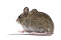 Side view of Wood mouse in Royalty Free Stock Photo