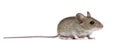 Side view of Wood mouse Royalty Free Stock Photo