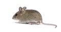 Side view of Wood mouse Royalty Free Stock Photo