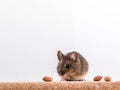 Side view of a wood mouse, Apodemus sylvaticus, sitting on a cork brick with light background, sniffing some peanuts Royalty Free Stock Photo