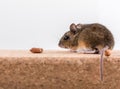 Side view of a wood mouse, Apodemus sylvaticus, sitting on a cork brick with light background, sniffing some peanuts Royalty Free Stock Photo