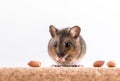 Side view of a wood mouse, Apodemus sylvaticus, sitting on a cork brick with light background, sniffing some peanuts Royalty Free Stock Photo