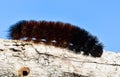 Woolly Bear Caterpillar or Isabella Tiger Moth, crawling on a stem. Royalty Free Stock Photo